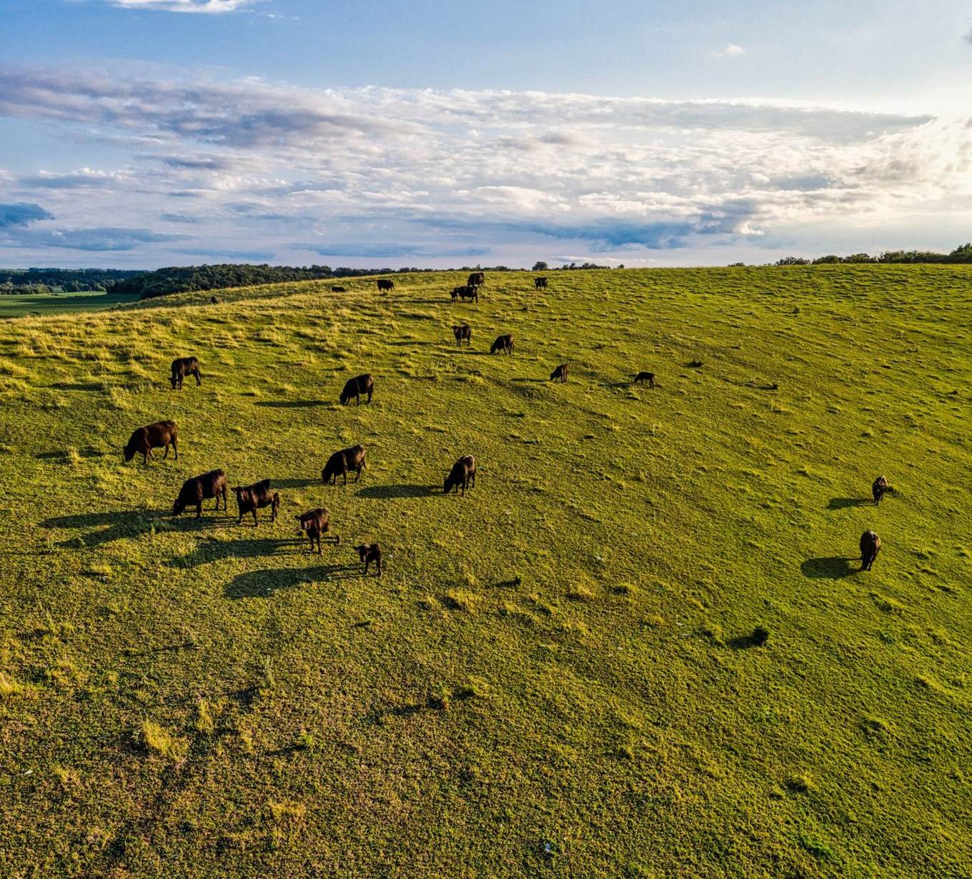 Aerial view of cattle grazing on green farmland